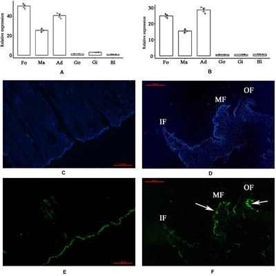 Molecular Characterization of a Novel Shell Matrix Protein With PDZ Domain From Mytilus coruscus